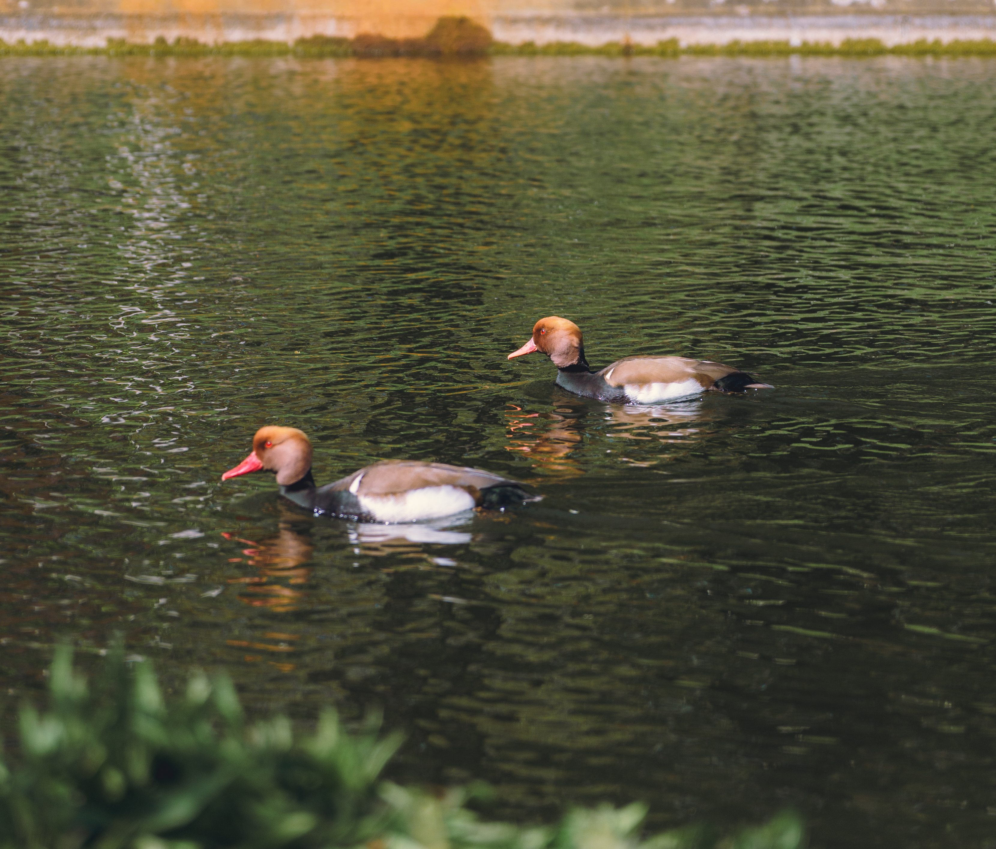 Red Crested Pochard